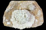 Fossil Crinoid (Strotocrinus) & Blastoid (Shizoblastus) - Missouri #80799-1